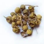 xanthocarpum solanum ayurvedic herb india also known as choti kateli kantakari medicinal plant used as syrup 228712656 500x500