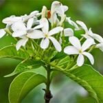 holarrhena antidysenterica kutaja