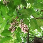 images (5)