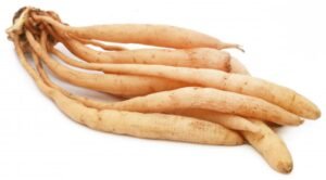 shatavari in root form